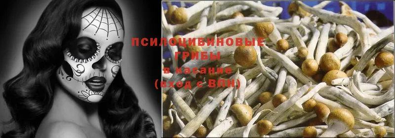 Галлюциногенные грибы Psilocybine cubensis  Торжок 